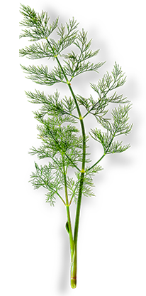 mizuna leaf